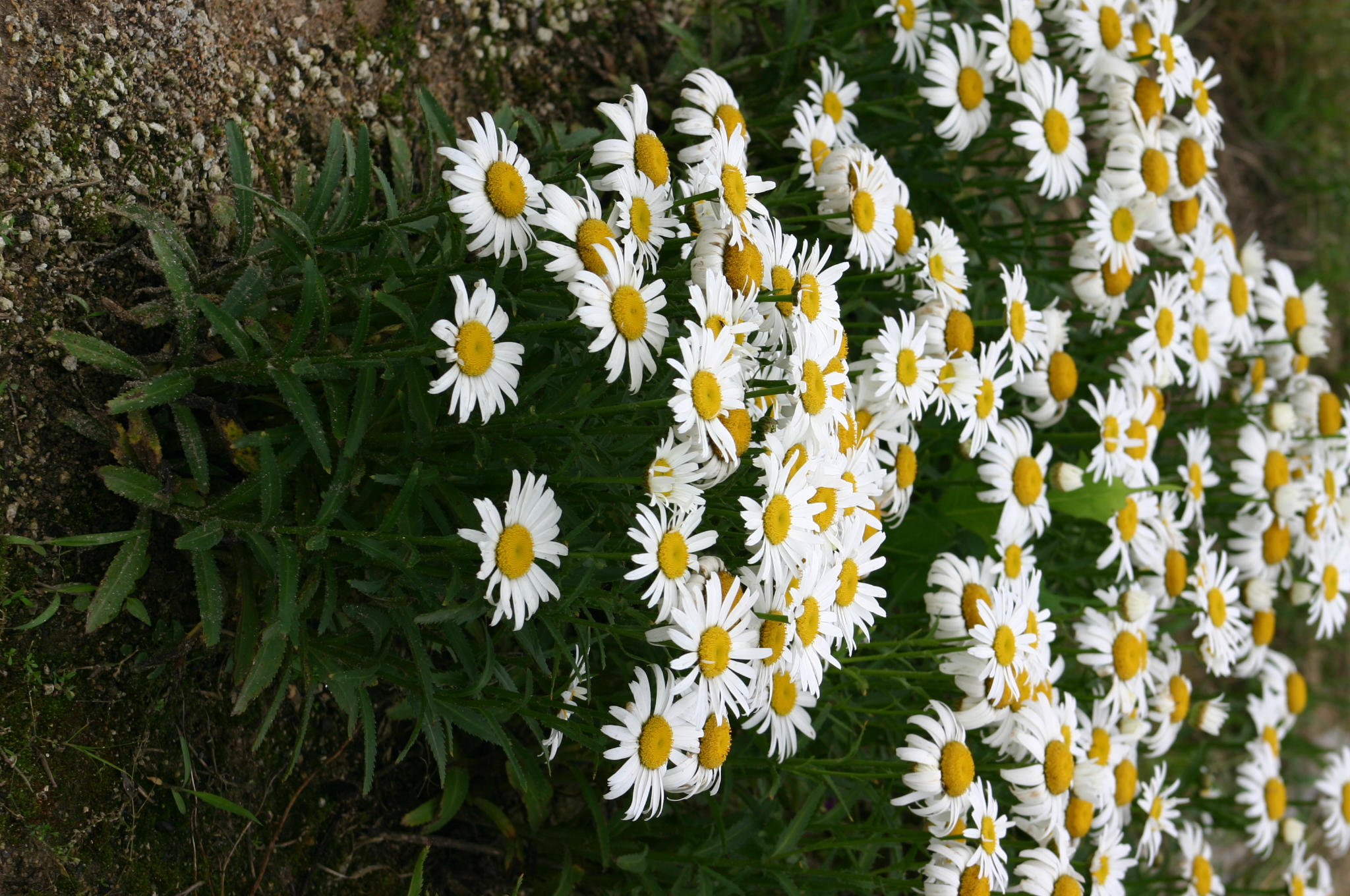 Chrysanthemum maximum 'Silver Moon'